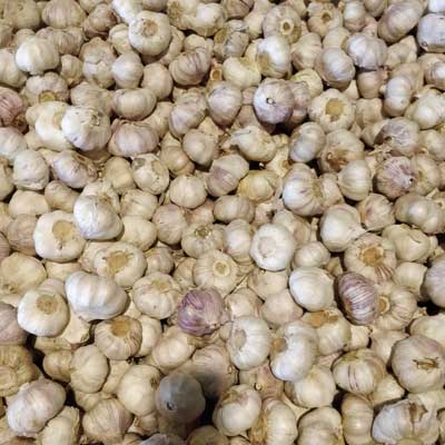 himachal garlic