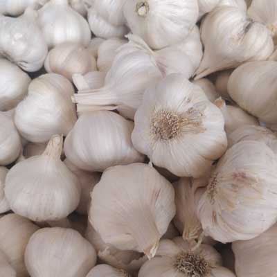 ooty garlic